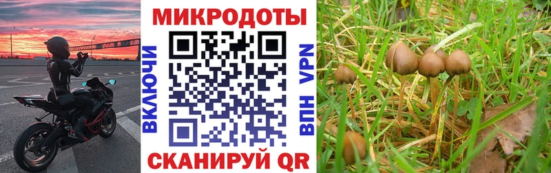 hydra как войти  Брюховецкая  Псилоцибиновые грибы GOLDEN TEACHER  дарнет шоп 